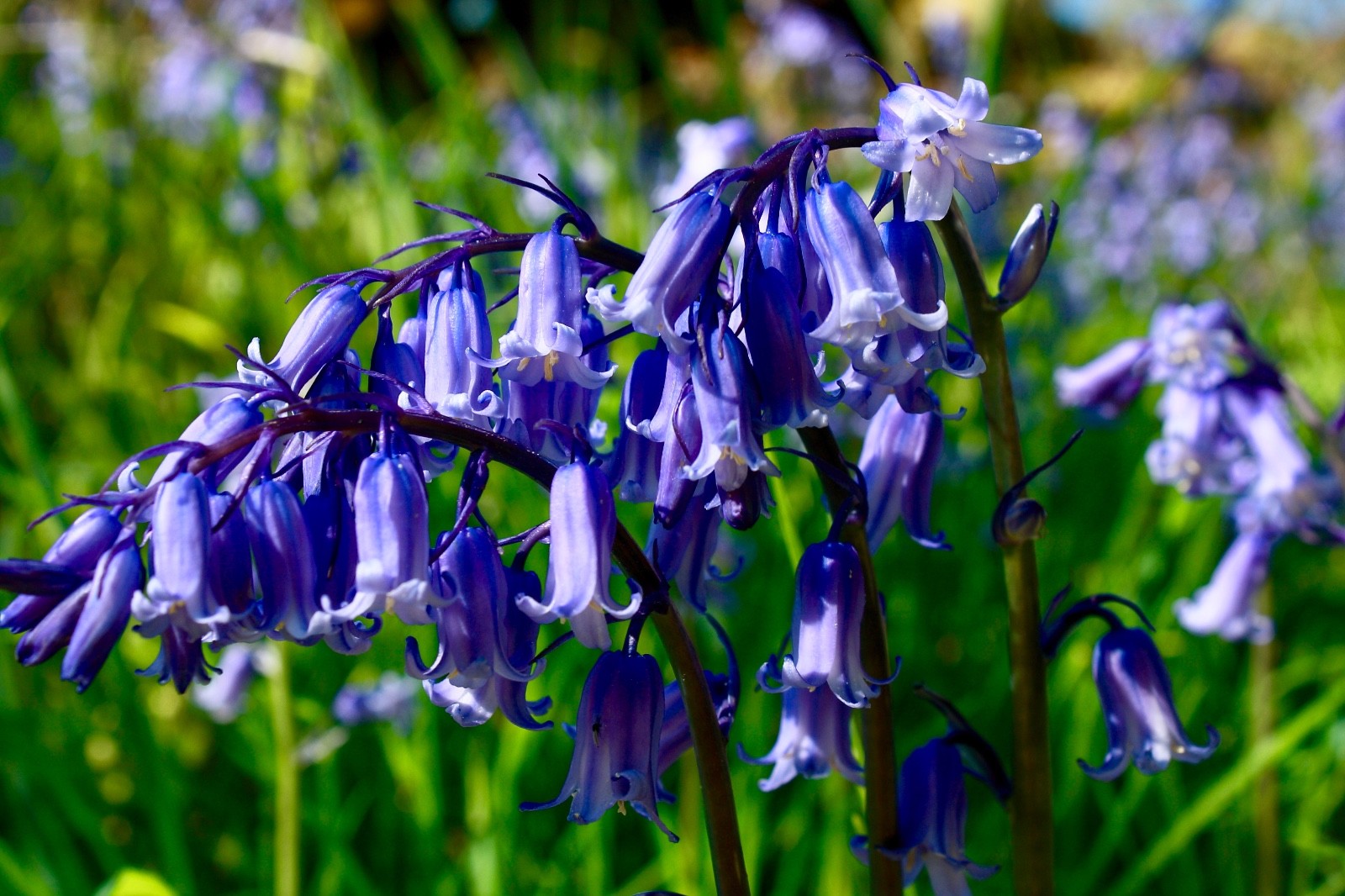 ENGLISH BLUEBELL BULBS Spring Flowering Garden Bulbs Plant With