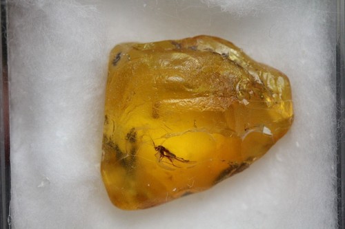 Baltic Amber, Insect Inclusion, Brachycera, Fly laying eggs