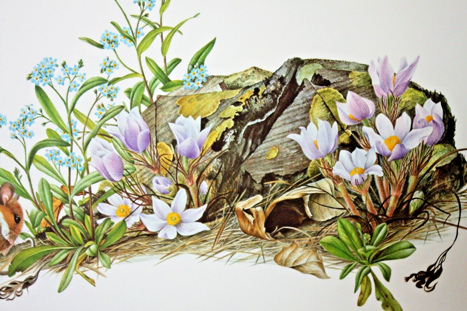 Ten Jeanne Holgate signed Flowers of America prints