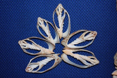 (75) Sailor Valentine Sliced Shells, Bat Volute Center Cut Seashells, 2