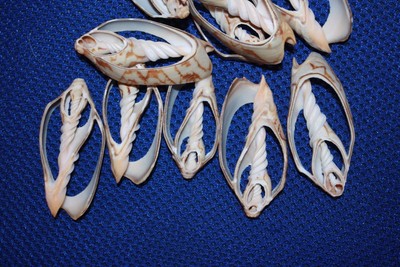 (100) Bat Volute Sliced Shells, Sailor Valentine Shell Craft Seashells, 2