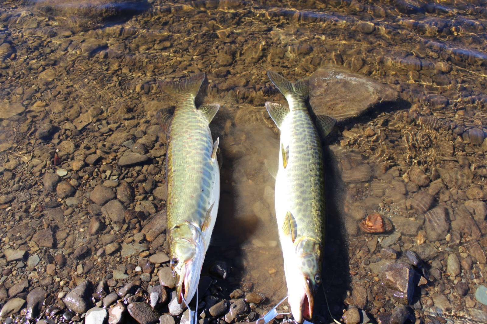 Maine Trophy Smallmouth Bass/Muskie Fishing Guided Trip