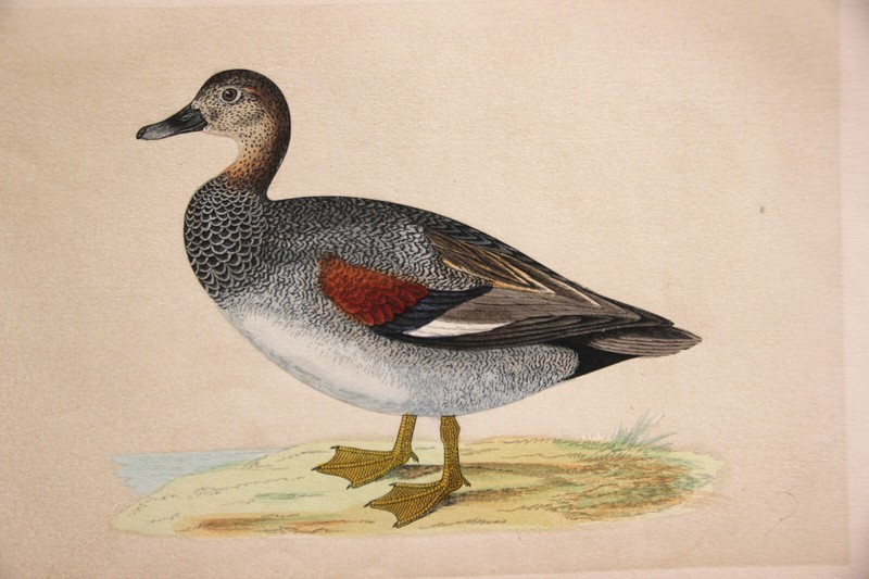 Gravure Ancienne ColoréE. 