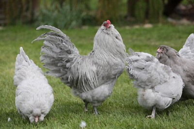 10++ NPIP Certified Lavender Ameraucana Hatching Eggs