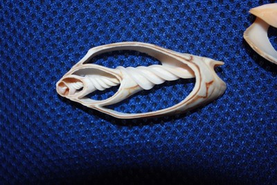 (100) Bat Volute Sliced Shells, Sailor Valentine Shell Craft Seashells, 2