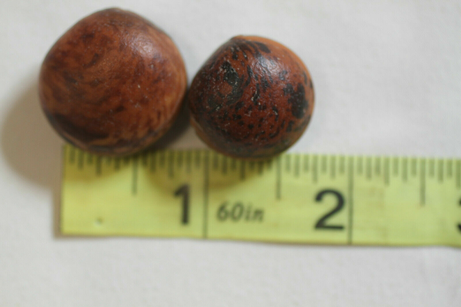 Beachy Gift Ideas For Mom Natural Rustic Ocean Hamburger Sea Beans, SS-19