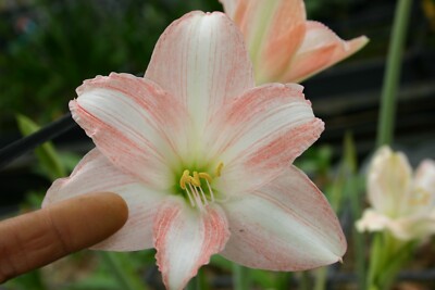Original Hippeastrum cv. 'Elegant Marikon'  1bulb