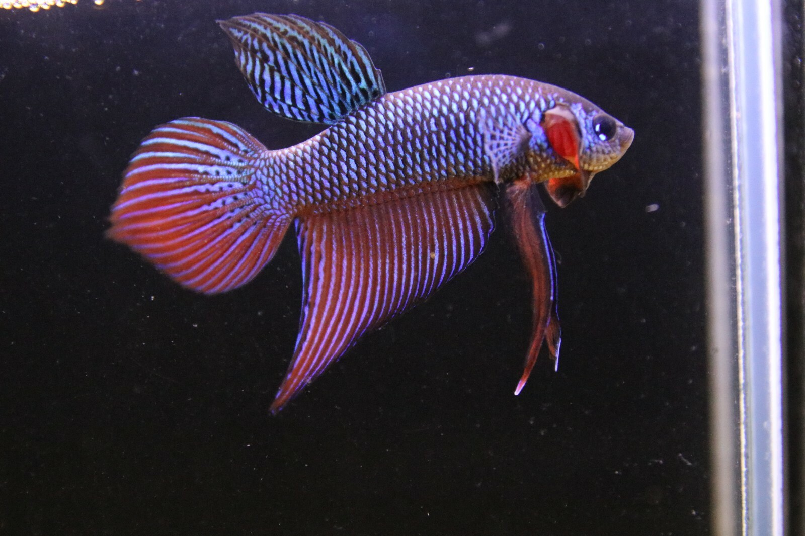 betta breeding pair for sale