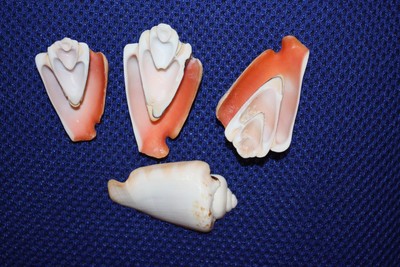 (80) STRAWBERRY LUHANUS, HALF CUT SHELLS, SAILOR VALENTINE SHELLS, PINK, CS-38