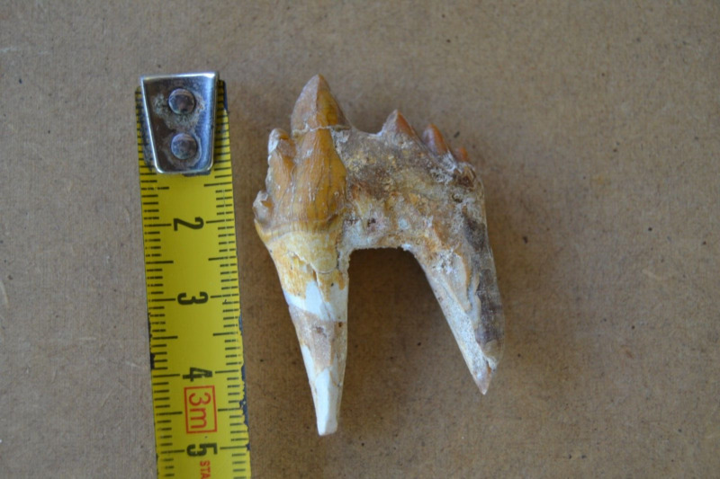 Basilosaurus tooth fossil Eocene from Morocco