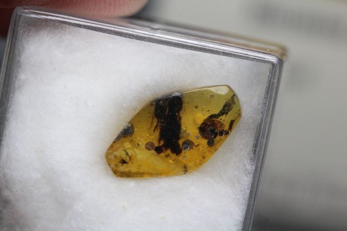 Burmese Amber, Insect Inclusion, Rare Snail