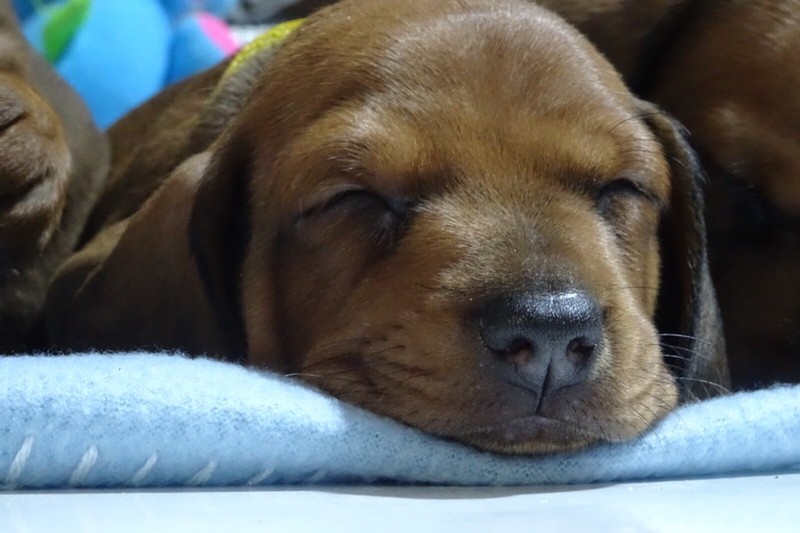 Dachshund Sausage Dog Puppies Dogs Puppies Gumtree Australia Lockyer Valley Gatton 1277001354