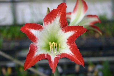 Original Hippeastrum cv. 'Pretty Women'  1 bulb