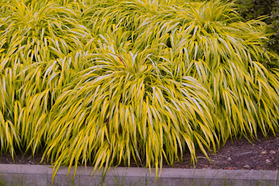 Japanese Forest Grass Plants -  Hakonechloa macra-  'aureola' and 'all gold'