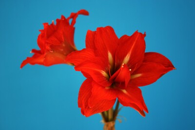 Original Hippeastrum cv. 'Purple Leaf Double'  1bulb