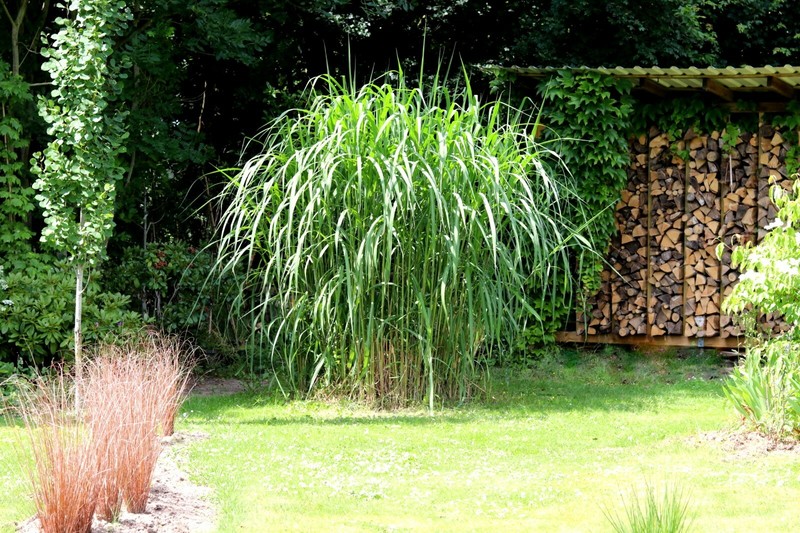 Elefantengras Riesen-Chinaschilf 'Aksel Olsen' Miscanthus Giganteus 1-Liter Topf