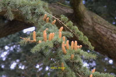 Photo 12x8 Male flowers on a Cedar Belton/SK9239 Male flowers on [[701022 c2021