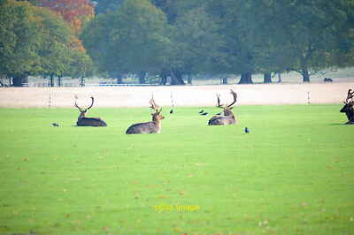 Photo 12x8 Sitting down on the job Belton/SK9239 The fallow deer herd at  c2021