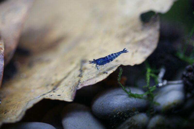 Live Neocaridina Blue Dream Shrimp - Stunning Blue Color - 10 PCS Juvenile
