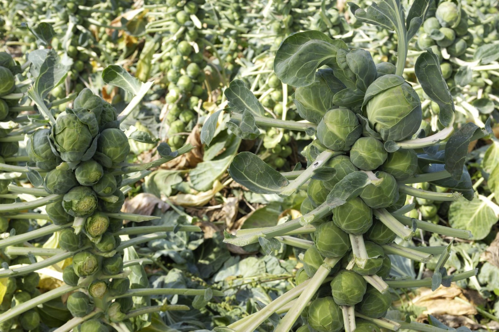 Long Island Improved Brussels Sprouts Seeds, NON-GMO, Variety Sizes, FREE SHIP