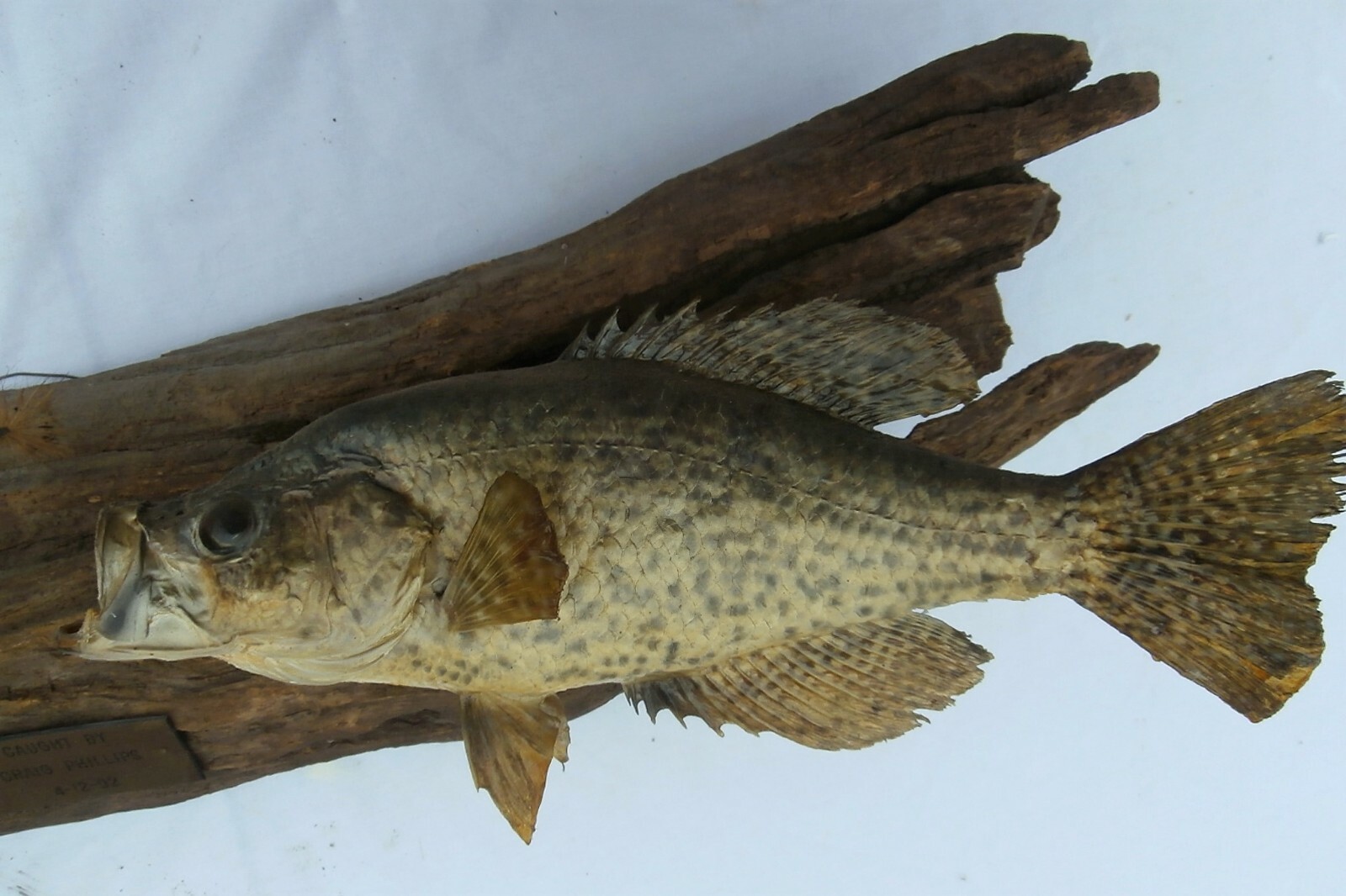 Vintage 2 Crappies on Wood Live Skin Wall Mount