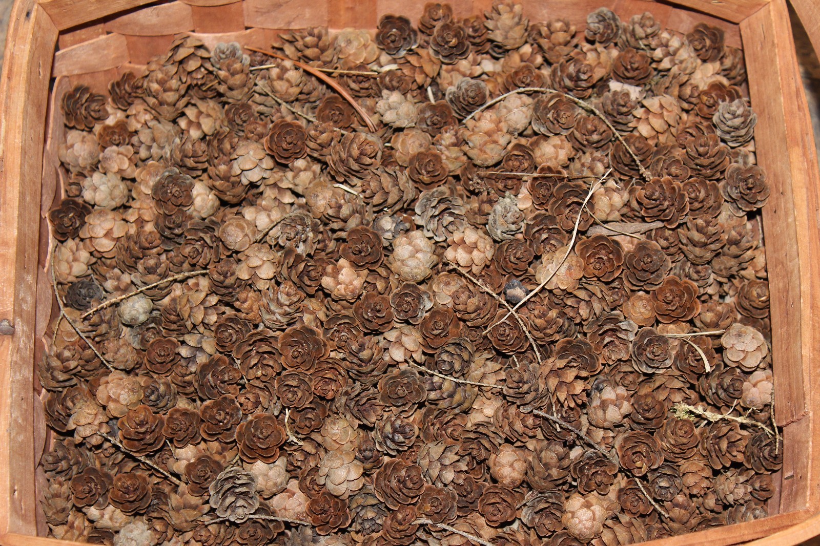 50 small pinecones