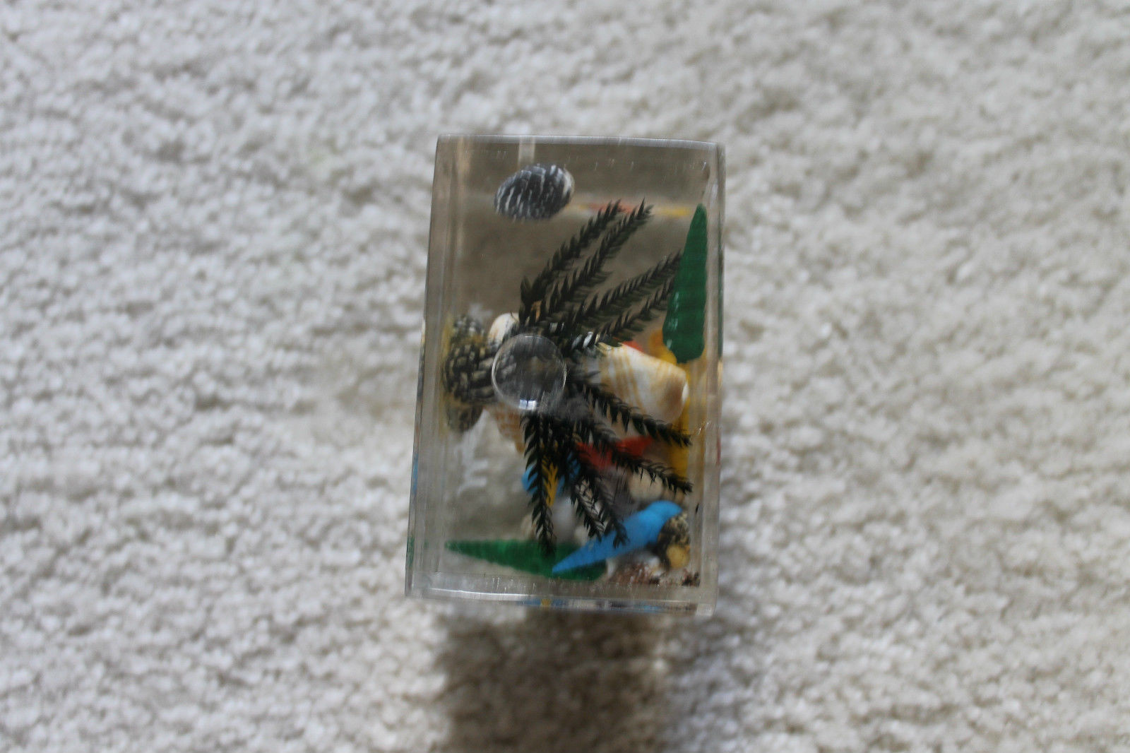 Vintage myrtle beach perspex paper weight w/ inside dec. shell & weeds: 3-1/8