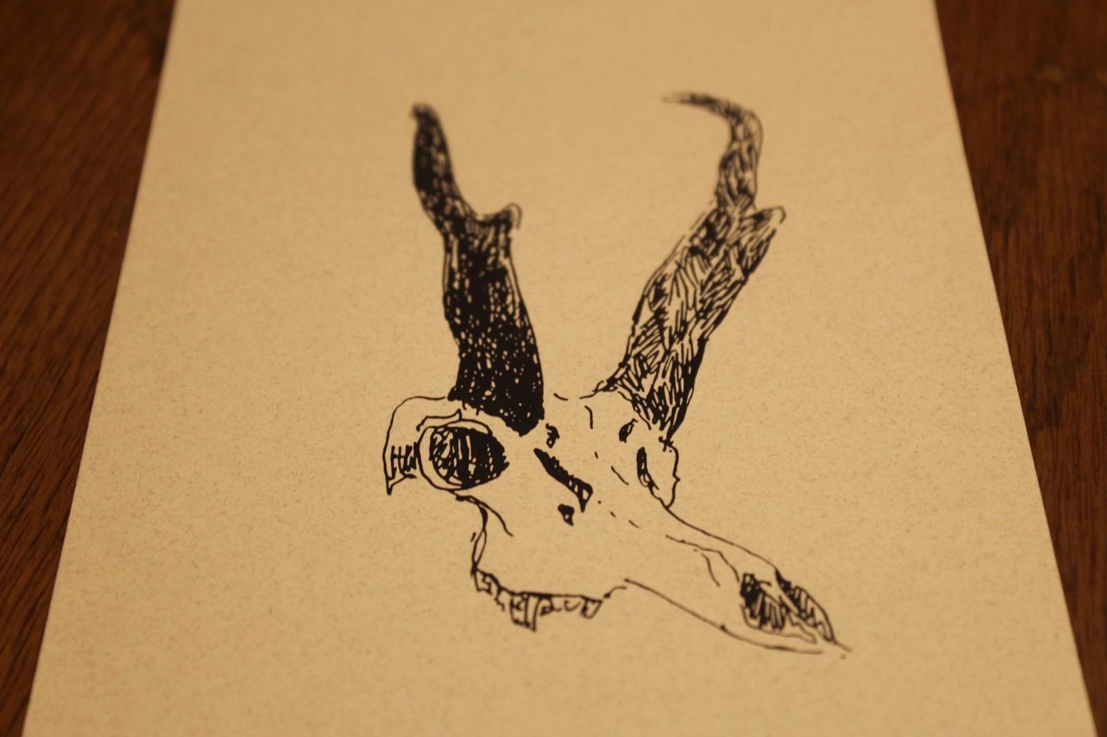 Antelope Skull ink drawing