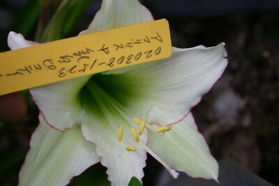 Original Hippeastrum cv. 'Milky Doll'  1bulb