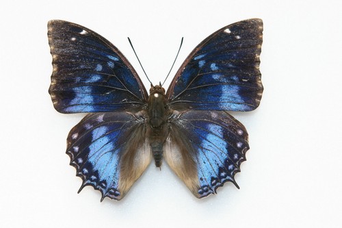 RARE Pantodinus klugi 33mm from Guatemala Beetle Insect Entomology