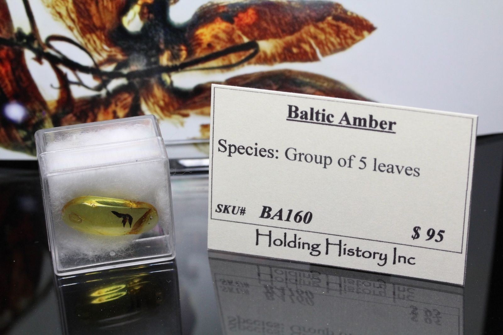 Baltic Amber, Botanical Inclusion, Beautiful group of 5 leaves