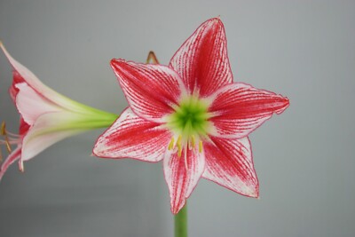 Original Hippeastrum cv. 'Komos Masha'  1bulb