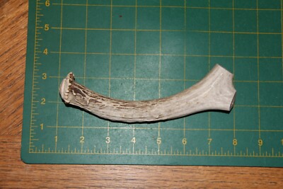 Small Mule Deer Antler Base #6 knife handle / sheds whitetail antlers 1008