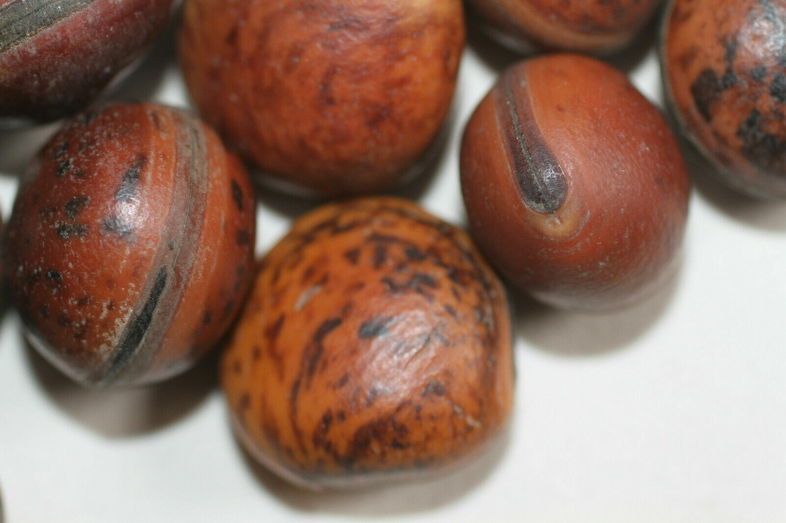 Beachy Gift Ideas For Mom Natural Rustic Ocean Hamburger Sea Beans, SS-19