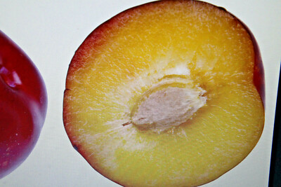 5 Samen Mirabellenbaum,Prunus domestica ssp.Syriaca Tiny Tart #944