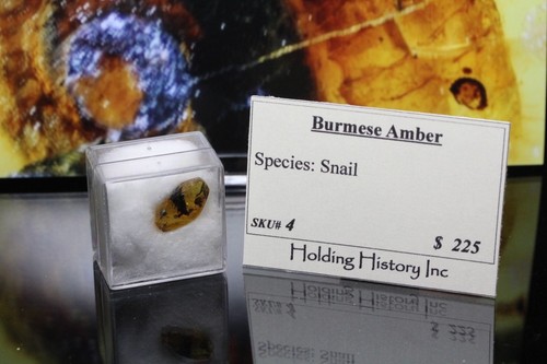 Burmese Amber, Insect Inclusion, Rare Snail