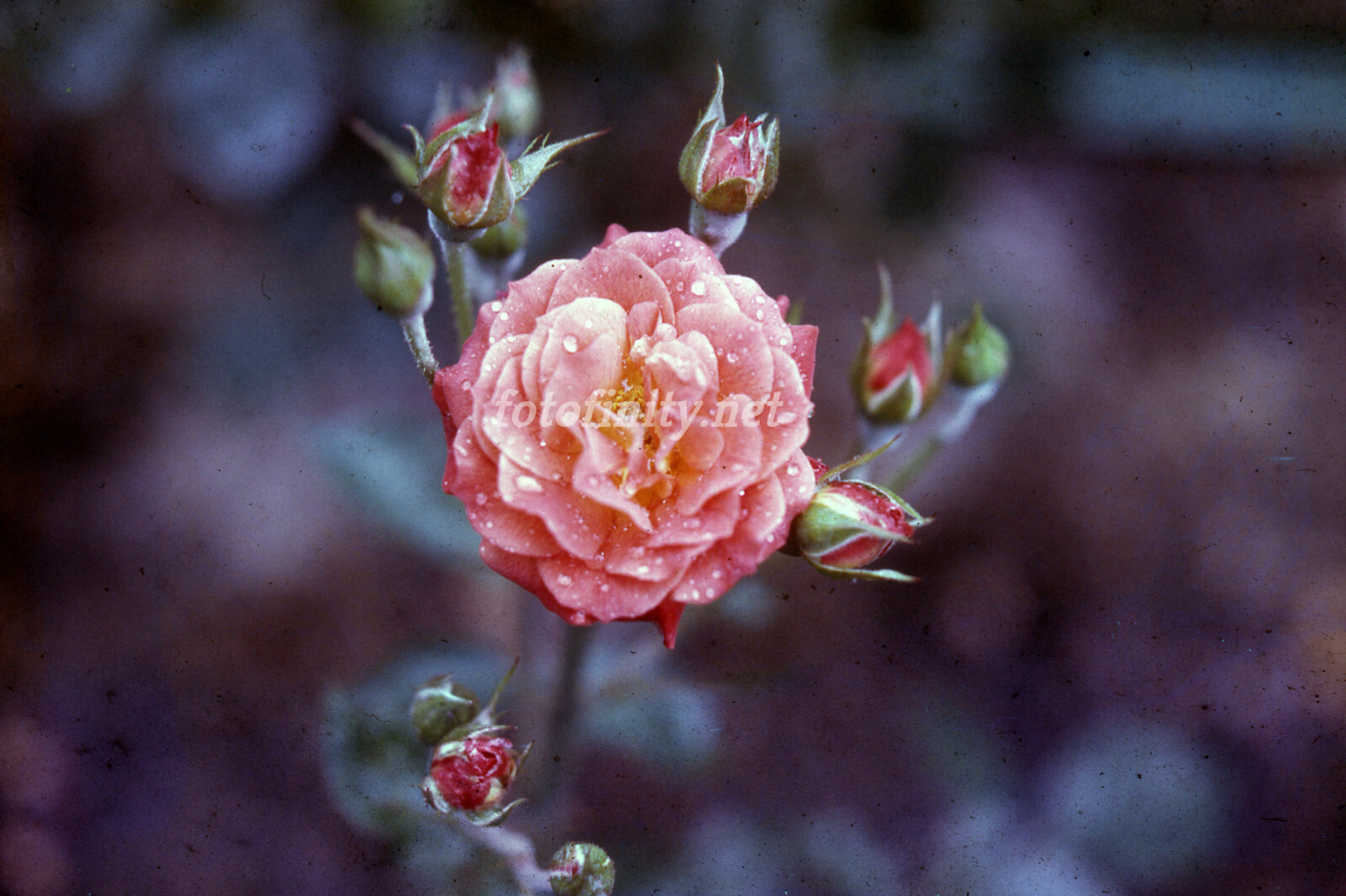 Fine Digital Photo-Deep Pink Rose w/Foliage JR-11 (300 dpi) Immediate Delivery