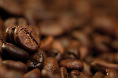 Tampa Bay Blend  25 Lbs,  Fresh Roasted Whole Bean Gourmet Coffee