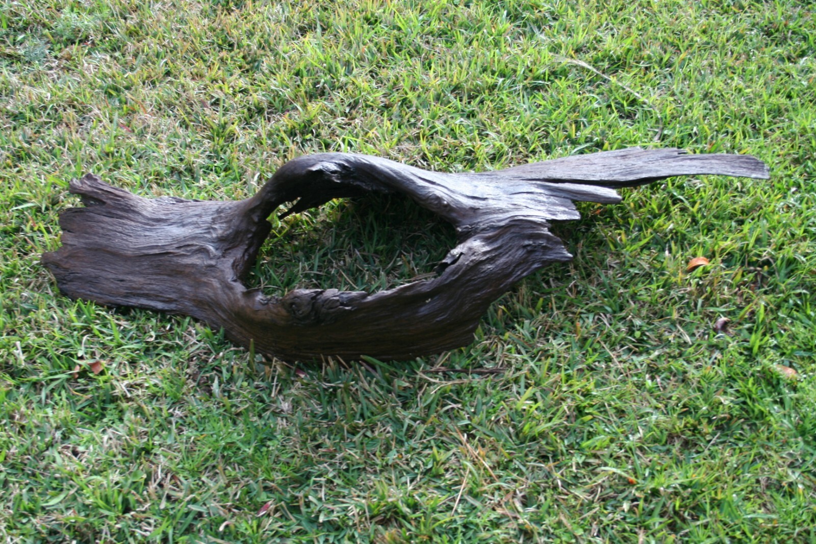 driftwood cypress drift wood decorative aquarium taxidermy