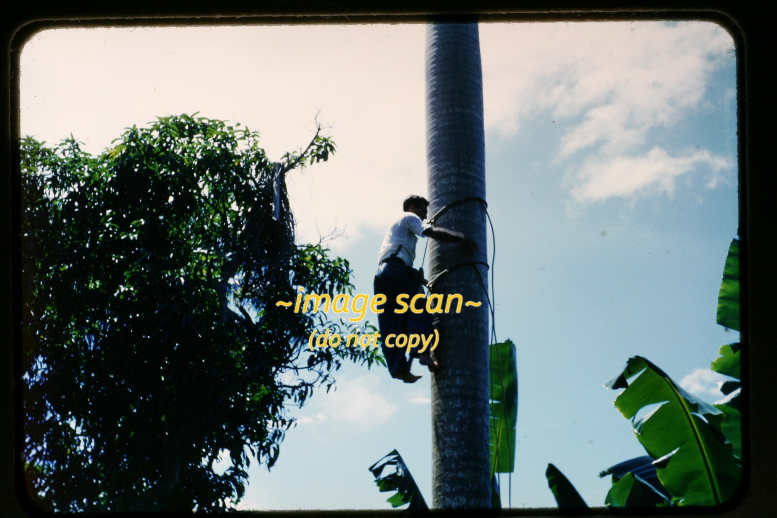 Man climbing Palm Tree in early 1950's, Kodachrome Slide