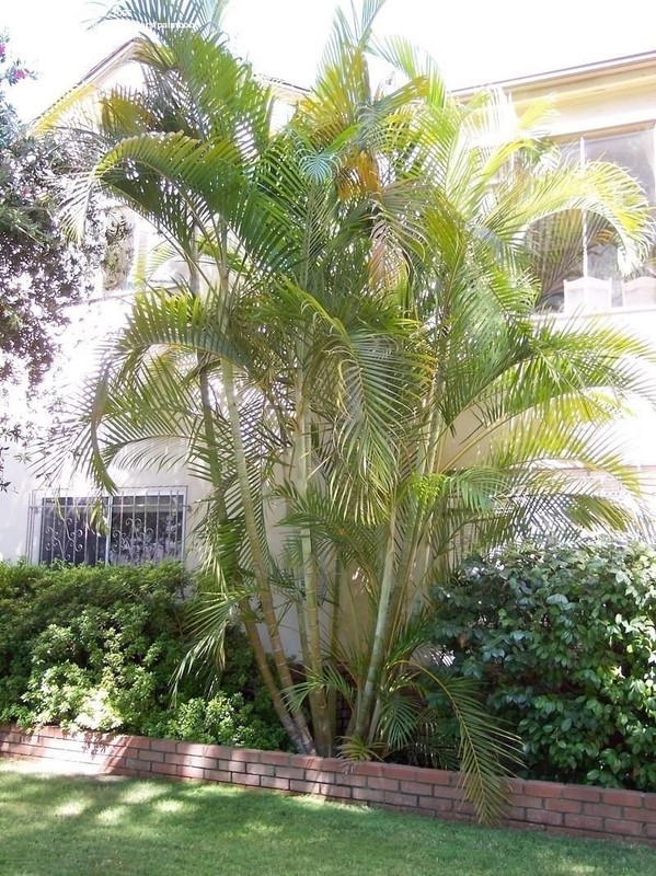 Golden Cane Palm Dypsis Lutescens 10 Seeds Ebay