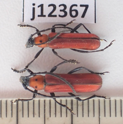 j12367. Insects, Cerambycidae sp. Vietnam, Lam Dong