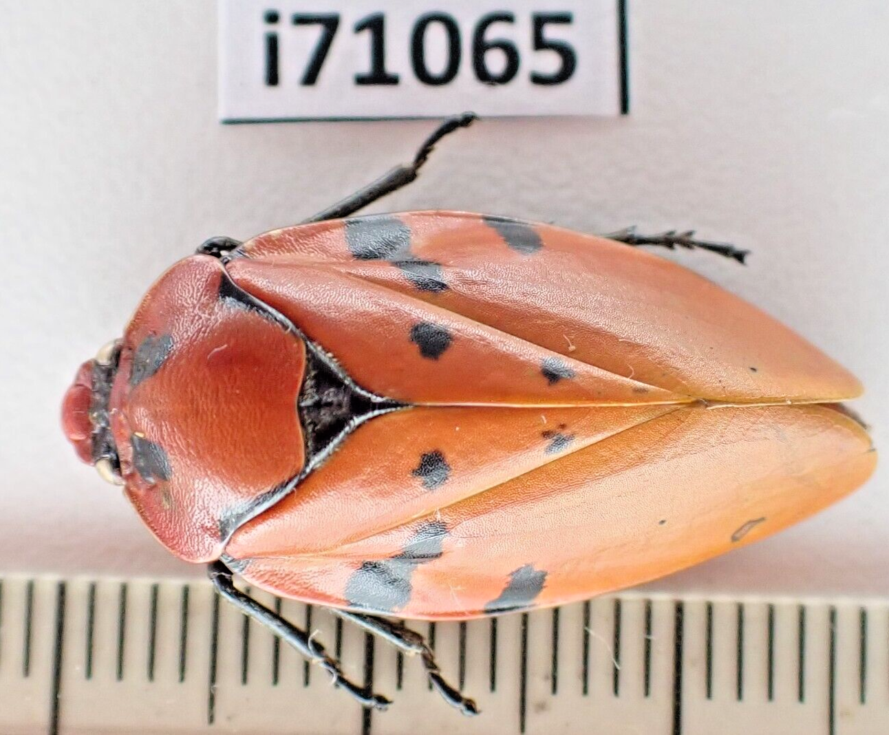 i71065. Insects, Cicada sp. Vietnam Central | eBay