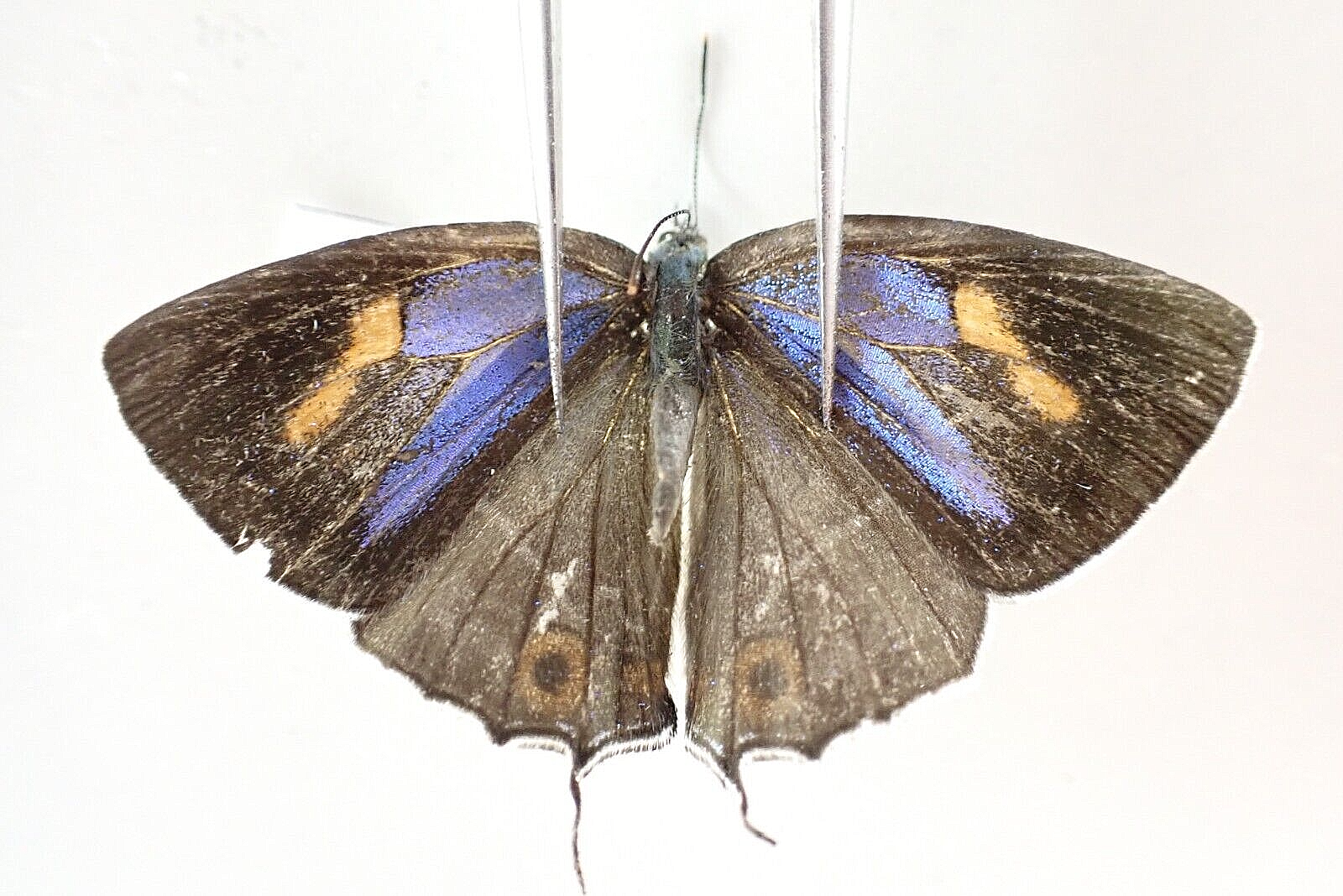 L8908. Insects, butterflies: Lycaenidae sp. North Vietnam