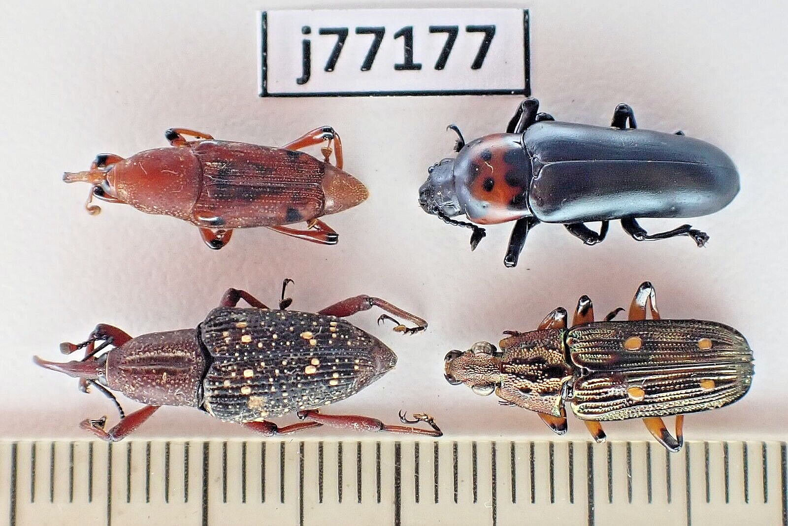j77177. Insects, butterflies: Insect mixed. North Vietnam
