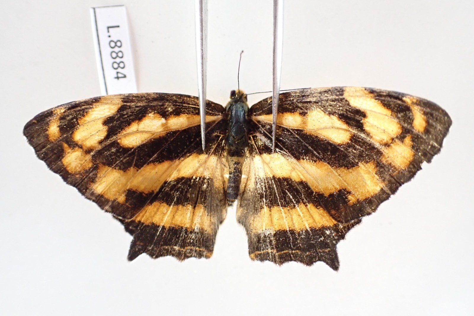 Pháp Dương Hiển $_57.JPG?set_id=880000500F