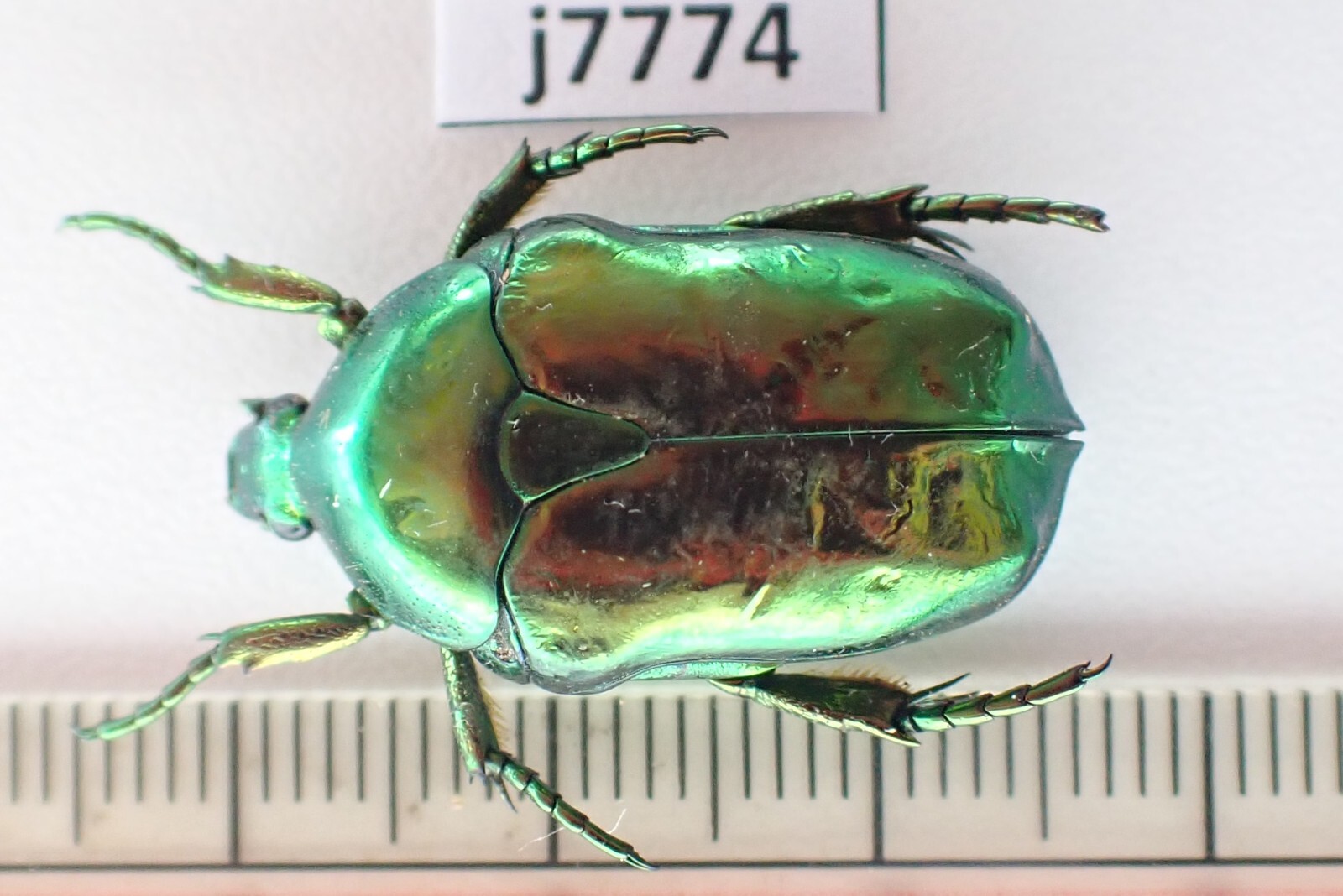 標本 China Yunnan Cetoniinae s.p 23mm j7774. Insects, Cetoniidae sp. Vietnam North | eBay