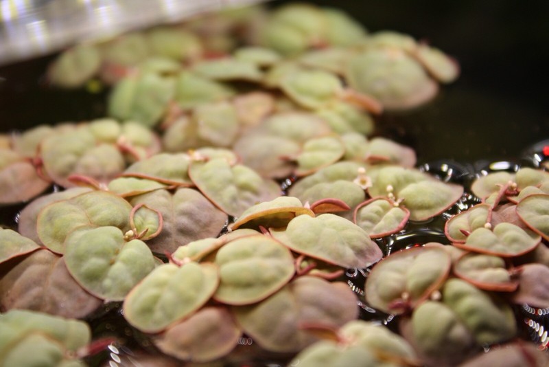 GREAT VALUE - Red Root Floaters - B2G1 - 50