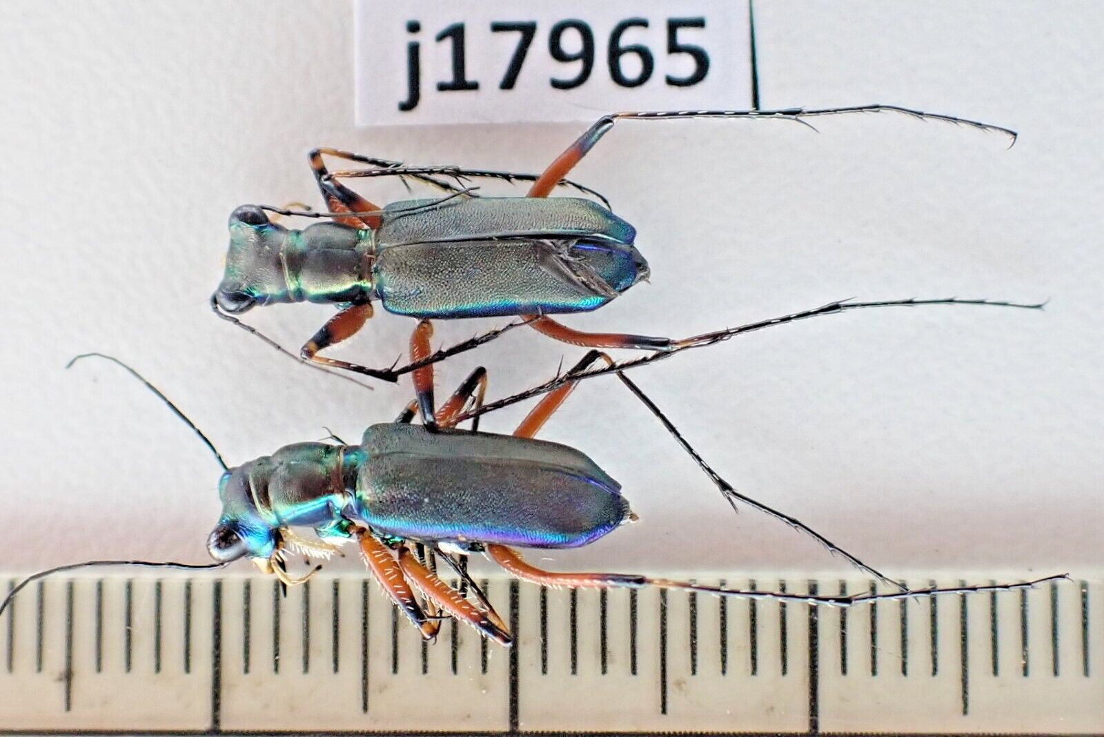 標本 Australia Cicadoidea sp. 65mm j36917. Insects, Cicada sp. Vietnam Central | eBay