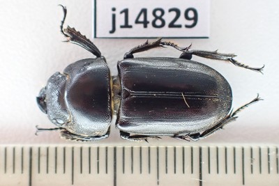 j14829. Insects, Lucanidae sp. Vietnam, Lam Dong